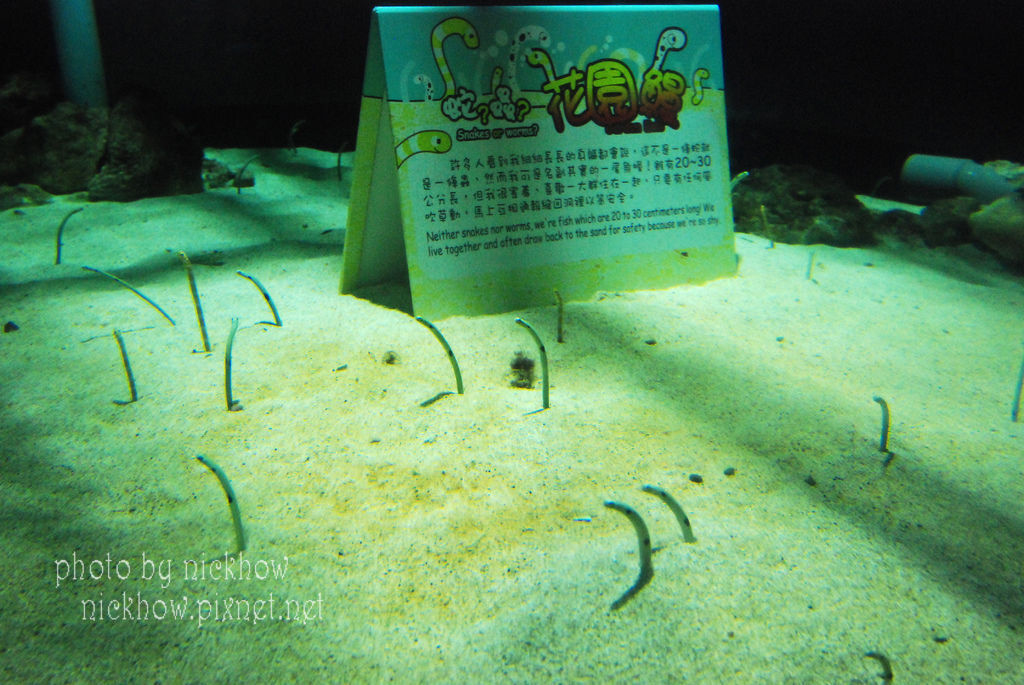 [屏東車城] 國立海洋生物博物館 (上)-珊瑚王國 @尼豪的美食旅行手札