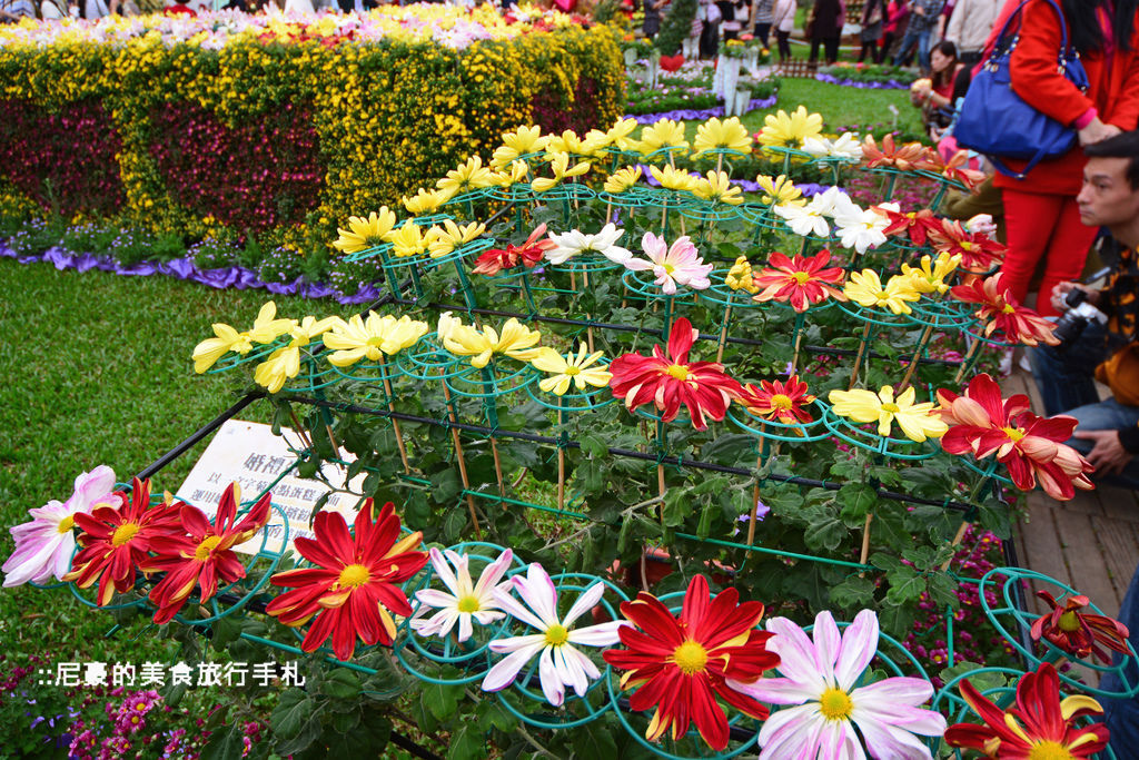 [台北士林]  2014士林官邸菊展 愛耀菊時 士林官邸菊花季菊花展 台北景點推薦遊記 @尼豪的美食旅行手札