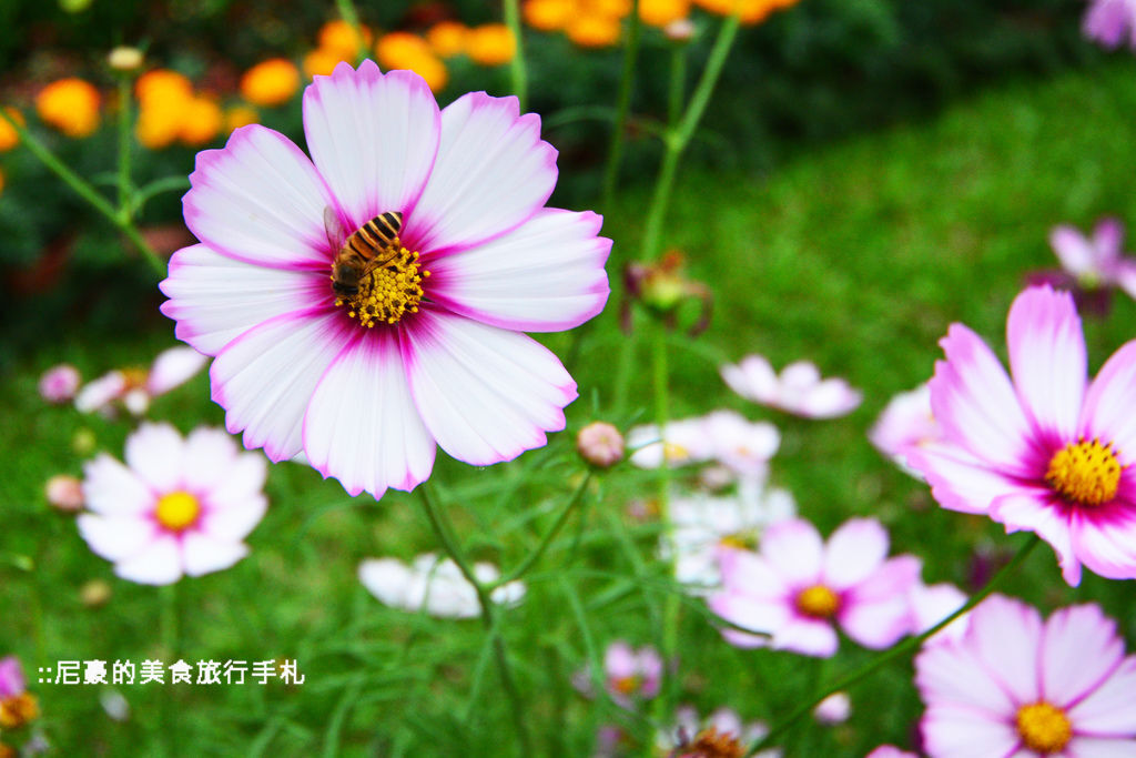 [台北士林]  2014士林官邸菊展 愛耀菊時 士林官邸菊花季菊花展 台北景點推薦遊記 @尼豪的美食旅行手札