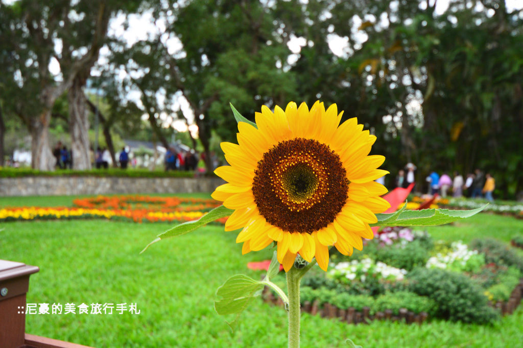 [台北士林]  2014士林官邸菊展 愛耀菊時 士林官邸菊花季菊花展 台北景點推薦遊記 @尼豪的美食旅行手札