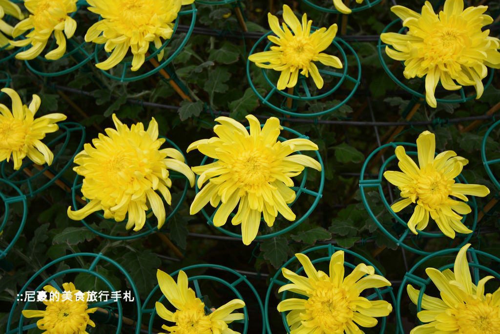 [台北士林]  2014士林官邸菊展 愛耀菊時 士林官邸菊花季菊花展 台北景點推薦遊記 @尼豪的美食旅行手札